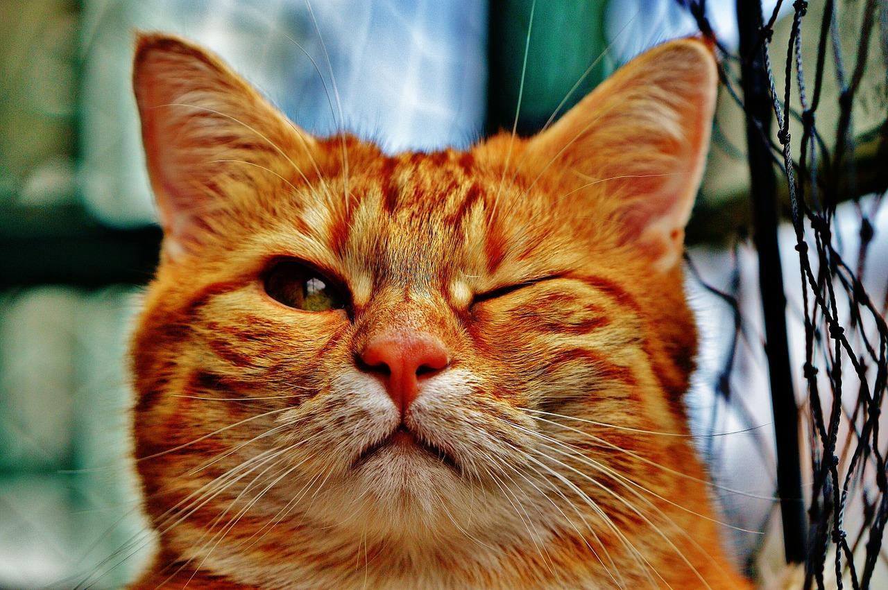 猫咪最新破解版ios，软件破解与知识产权保护的探讨