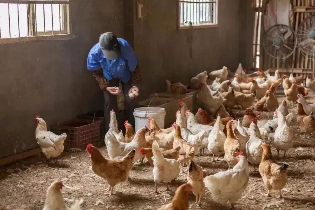 智能禽类监控科技产品介绍，最新活禽消息解析