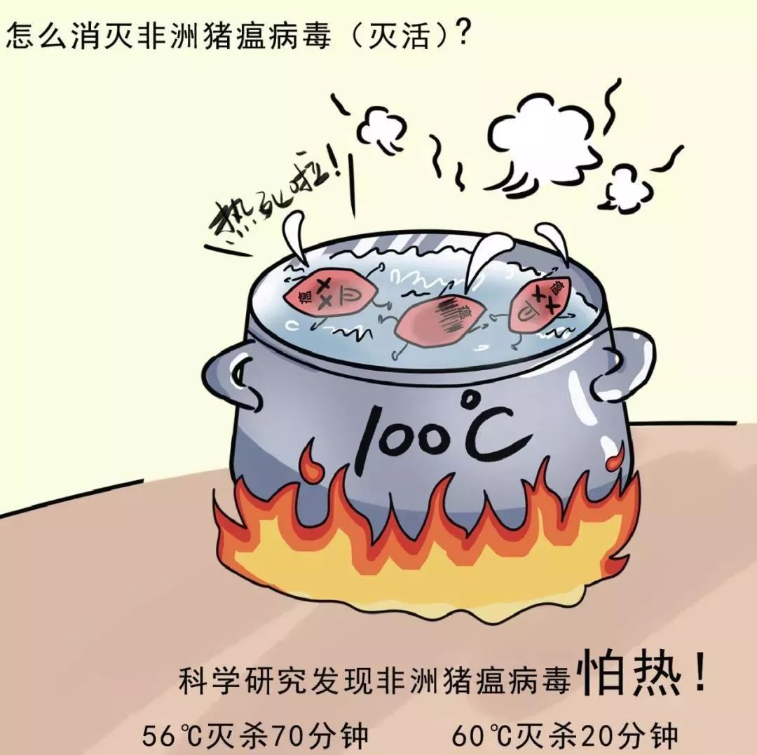 猪病毒最新动态，温情友情故事同步更新