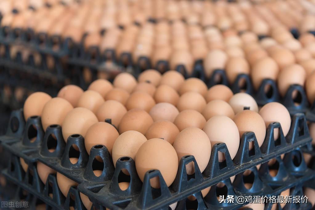 河南新鲜播报，今日鸡蛋最新价格揭秘🥚✨