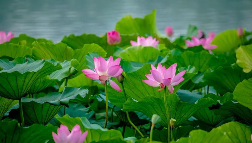 并蒂莲最新章节揭晓，湖畔温馨日常时光