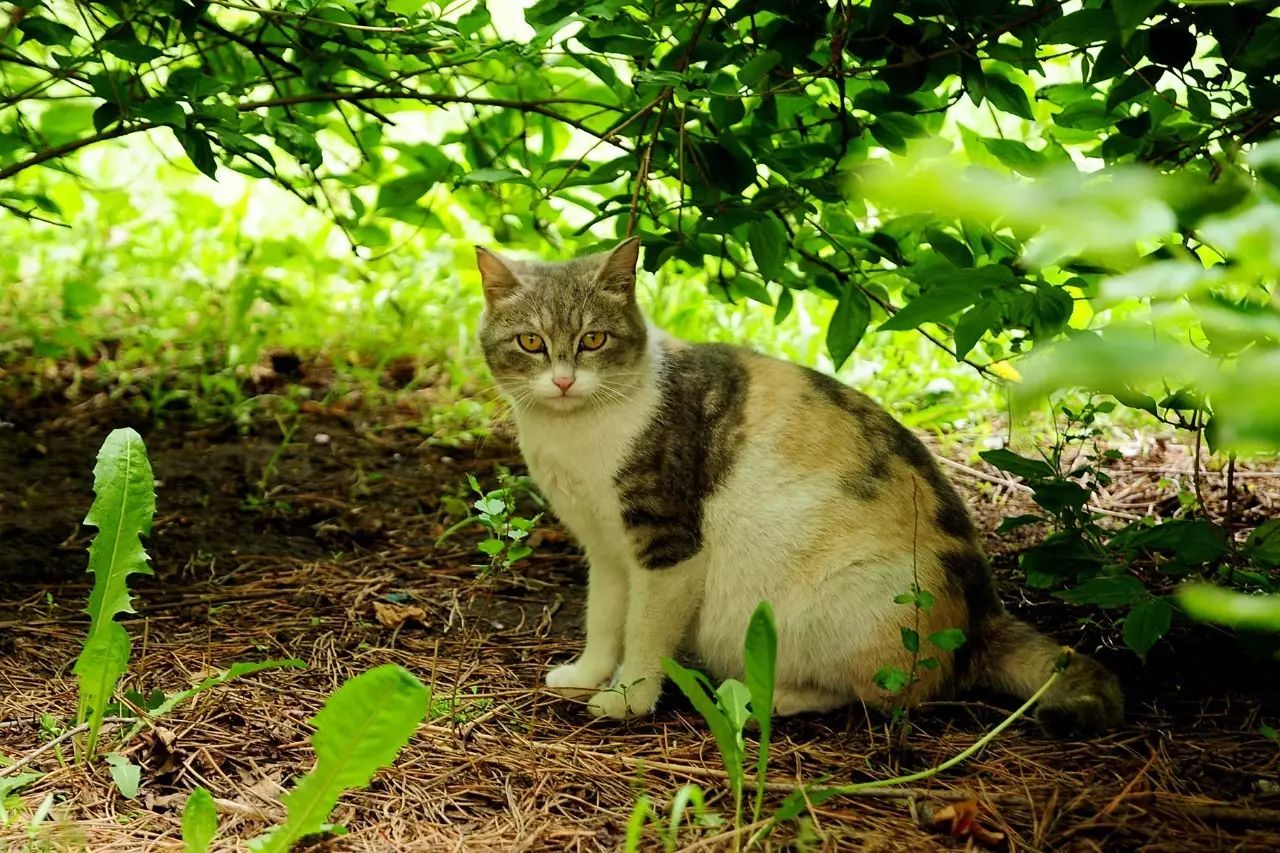 遇见你的猫最新兑换,遇见你的猫最新兑换，一场跨越虚拟与现实的奇妙邂逅