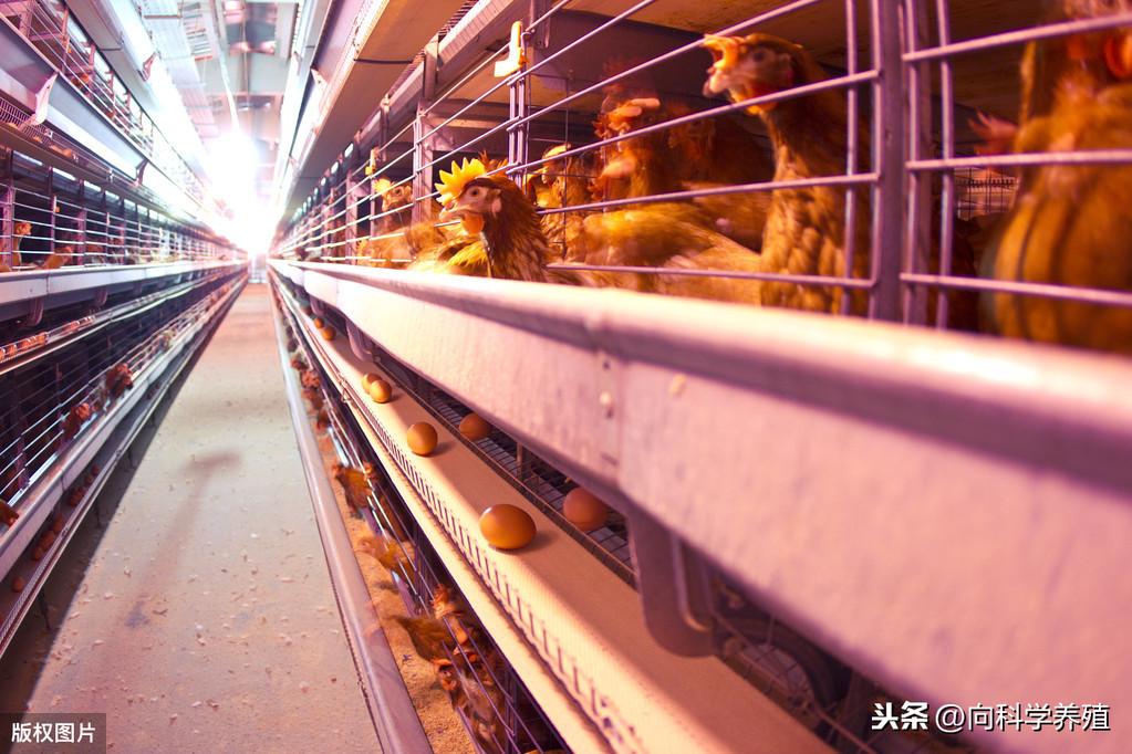 最新行情揭秘，817毛鸡价格走势及市场变动报告！