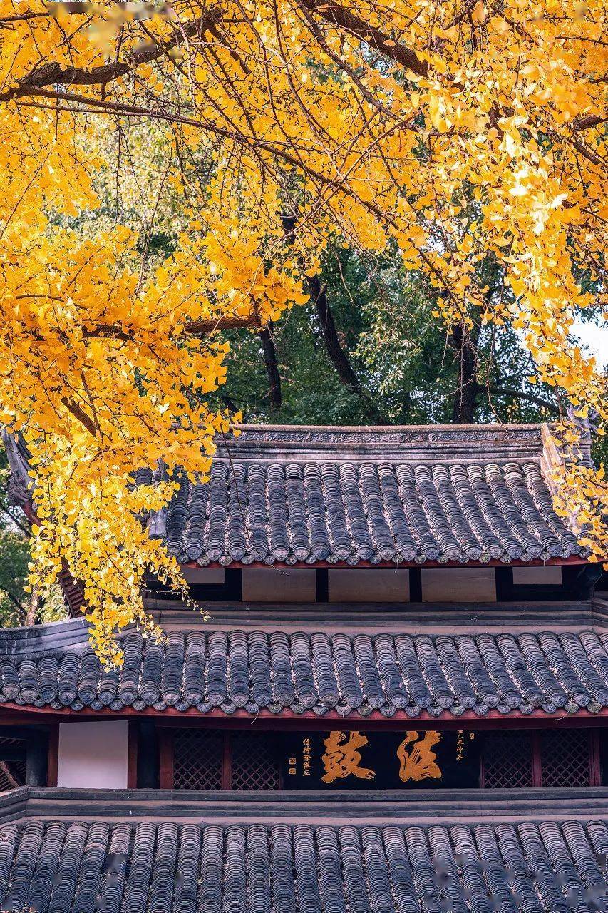 成都市最新景区探秘，魅力之都的新面貌