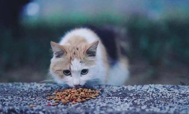 猫烫开水最新动态，与自然美景的浪漫遨游之旅