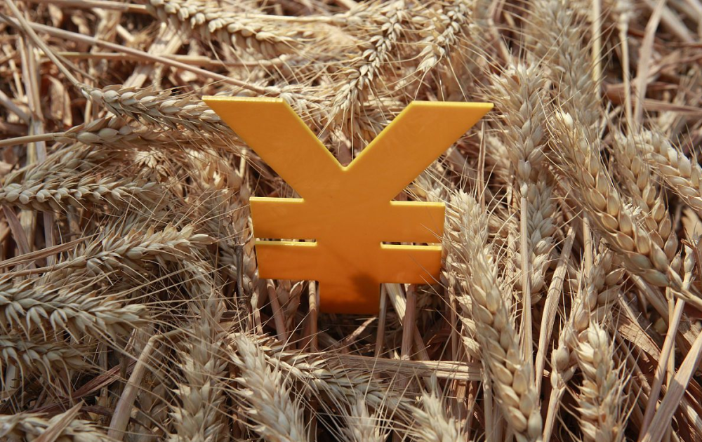 河北玉米最新价格动态，变化中的机遇与学习的自信与成就感