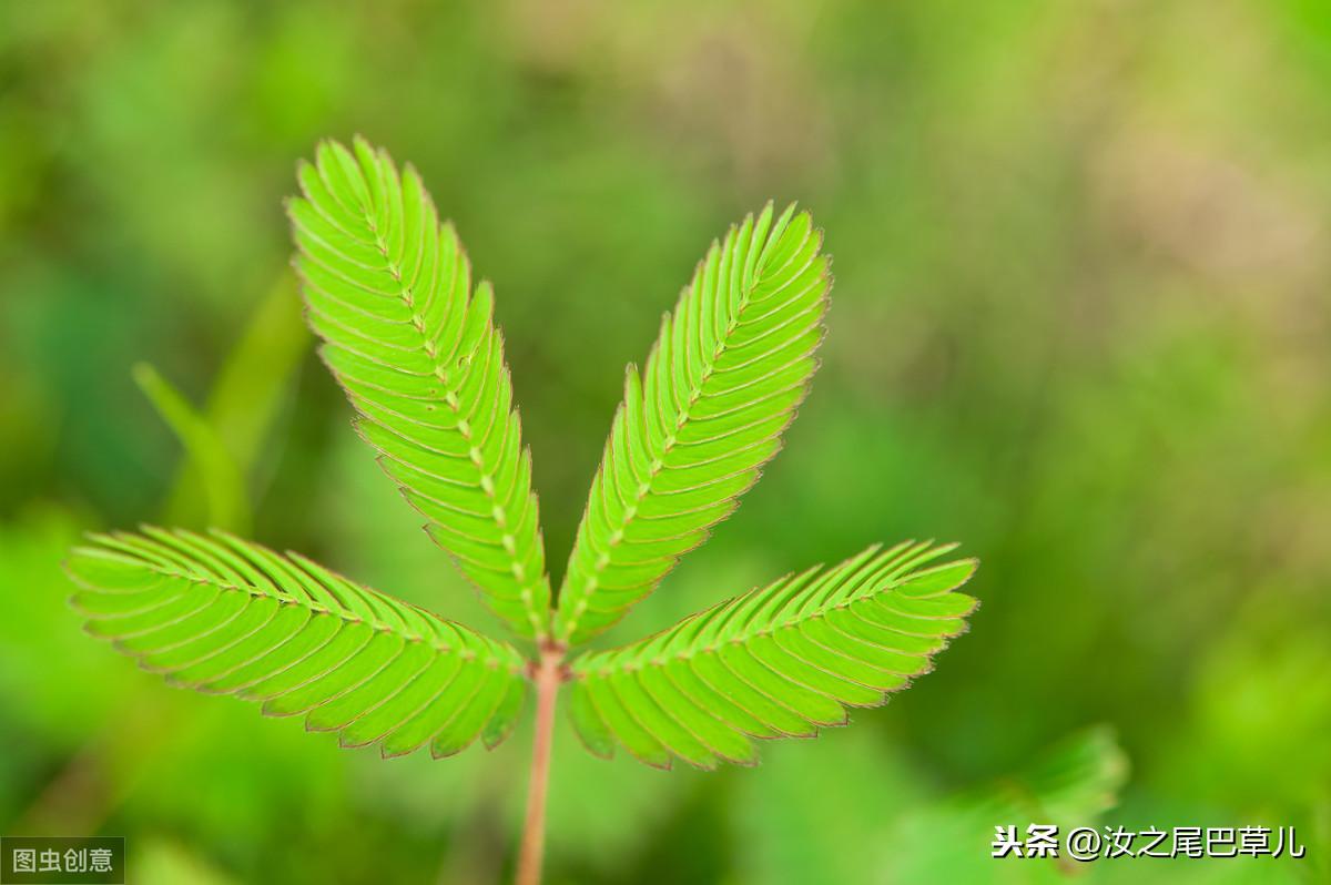 含羞草最新生长特性、应用价值与养护要点详解